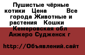 Пушистые чёрные котики › Цена ­ 100 - Все города Животные и растения » Кошки   . Кемеровская обл.,Анжеро-Судженск г.